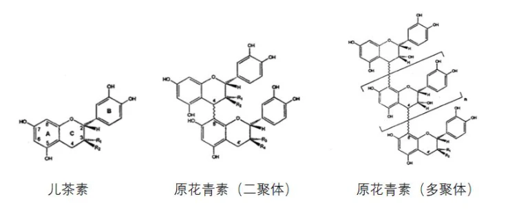 proanthocyanidin family proanthocyanidin family